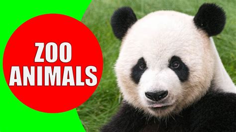 xsezoo|animal videos .